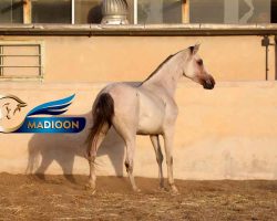 خرید اسب و فروش اسب_ کره دوران 1