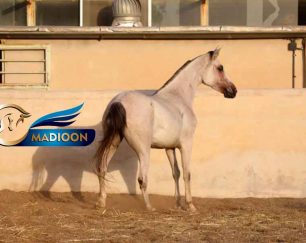خرید اسب و فروش اسب_ کره دوران 1