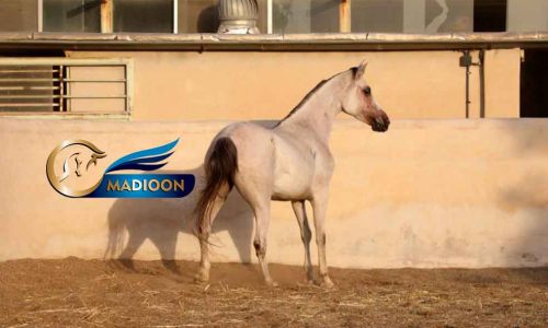خرید اسب و فروش اسب_ کره دوران 1