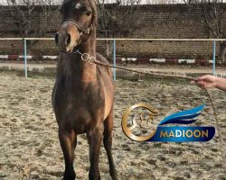 خرید اسب و فروش اسب_کره اسب دوسر خارجی