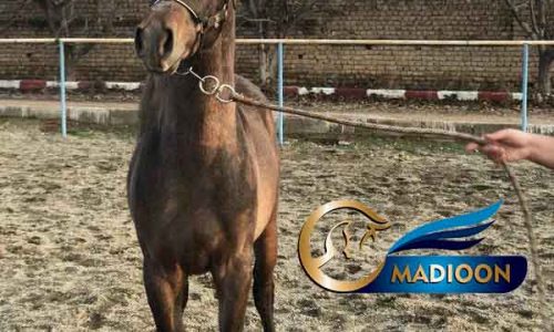 خرید اسب و فروش اسب_کره اسب دوسر خارجی