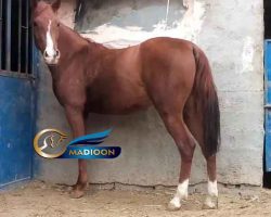 خرید اسب و فروش اسب_نریان عرب خالص