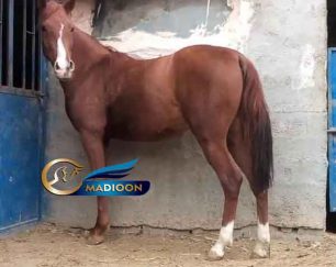 خرید اسب و فروش اسب_مادیون دره شوری آبستن
