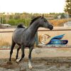 خرید اسب و فروش اسب_مادیون عرب مصری آبستن