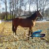 خرید اسب و فروش اسب_نریان تروبرد