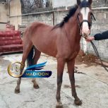 خرید اسب و فروش اسب_نریان دره شوری