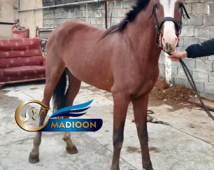 خرید اسب و فروش اسب_نریان دره شوری