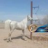 خرید اسب و فروش اسب_سیلمی دره شوری