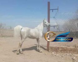 خرید اسب و فروش اسب_سیلمی دره شوری