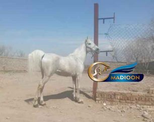خرید اسب و فروش اسب_سیلمی دره شوری