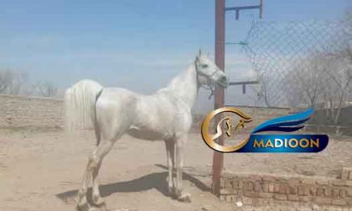 خرید اسب و فروش اسب_سیلمی دره شوری