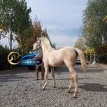 خرید اسب و فروش اسب_ کره اسب ترکمن