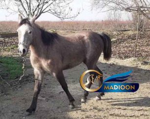 خرید اسب و فروش اسب_کره مادیون پرخون