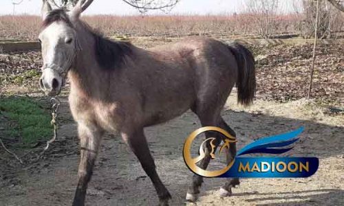 خرید اسب و فروش اسب_کره مادیون پرخون