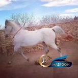 خرید اسب و فروش اسب_اسب عرب ایرانی
