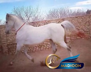 خرید اسب و فروش اسب_اسب عرب ایرانی