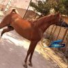 خرید اسب و فروش اسب_ اسب عرب وارداتی