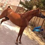 خرید اسب و فروش اسب_ اسب عرب وارداتی