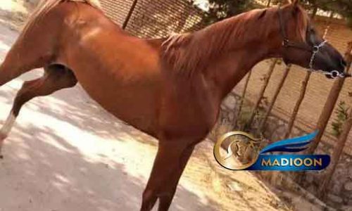 خرید اسب و فروش اسب_ اسب عرب وارداتی