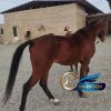 خرید اسب و فروش اسب_ ترکمن اصیل