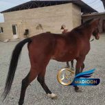 خرید اسب و فروش اسب_ ترکمن اصیل
