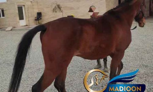 خرید اسب و فروش اسب_ ترکمن اصیل