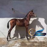 خرید اسب و فروش اسب_کره اسب عرب یه سر وارداتی