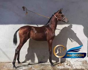 خرید اسب و فروش اسب_کره اسب عرب یه سر وارداتی
