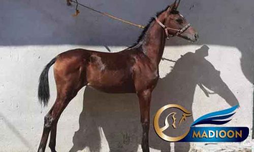 خرید اسب و فروش اسب_کره اسب عرب یه سر وارداتی