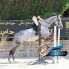 خرید اسب و فروش اسب_ناز جرن