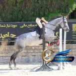 خرید اسب و فروش اسب_ناز جرن