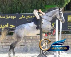 خرید اسب و فروش اسب_ناز جرن