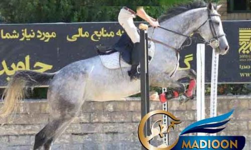 خرید اسب و فروش اسب_ناز جرن