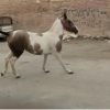 خرید اسب و فروش اسب_کره اسب نریان دره شور اصیل