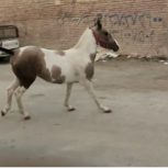خرید اسب و فروش اسب_کره اسب نریان دره شور اصیل