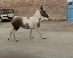 خرید اسب و فروش اسب_کره اسب نریان دره شور اصیل