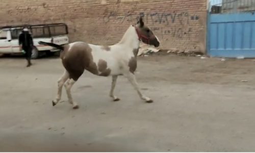 خرید اسب و فروش اسب_کره اسب نریان دره شور اصیل