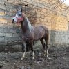 خرید اسب و فروش اسب_ پاشا
