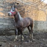 خرید اسب و فروش اسب_ پاشا