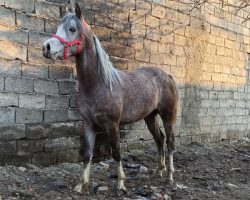 خرید اسب و فروش اسب_ پاشا