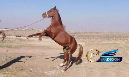 خرید اسب و فروش اسب_نریان عرب 3 ساله