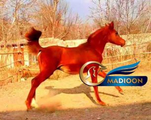 خرید اسب و فروش اسب_نریان عرب مصری