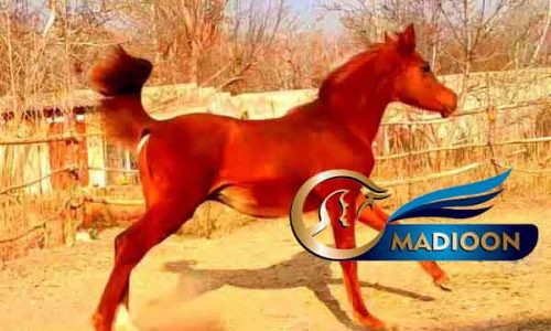خرید اسب و فروش اسب_نریان عرب مصری