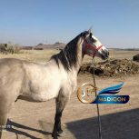 خرید اسب و فروش اسب_نریان کرد