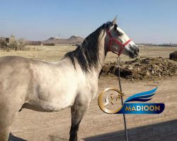 خرید اسب و فروش اسب_نریان کرد