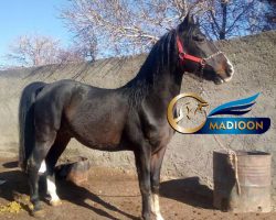 خرید اسب و فروش اسب_اسب کرد مشکی