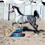 خرید اسب و فروش اسب_سیلمی یونایتد پاشا