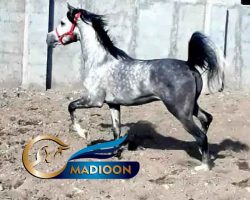 خرید اسب و فروش اسب_سیلمی یونایتد پاشا