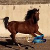 خرید اسب و فروش اسب_اسب کرد 4 ساله