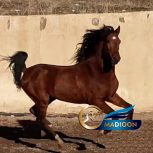خرید اسب و فروش اسب_اسب کرد 4 ساله